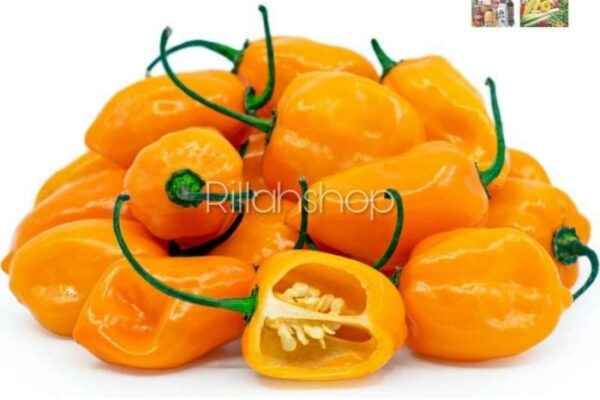 Agen Habanero Populer: Tempat Terbaik untuk Mendapatkan Produk Habanero Berkualitas